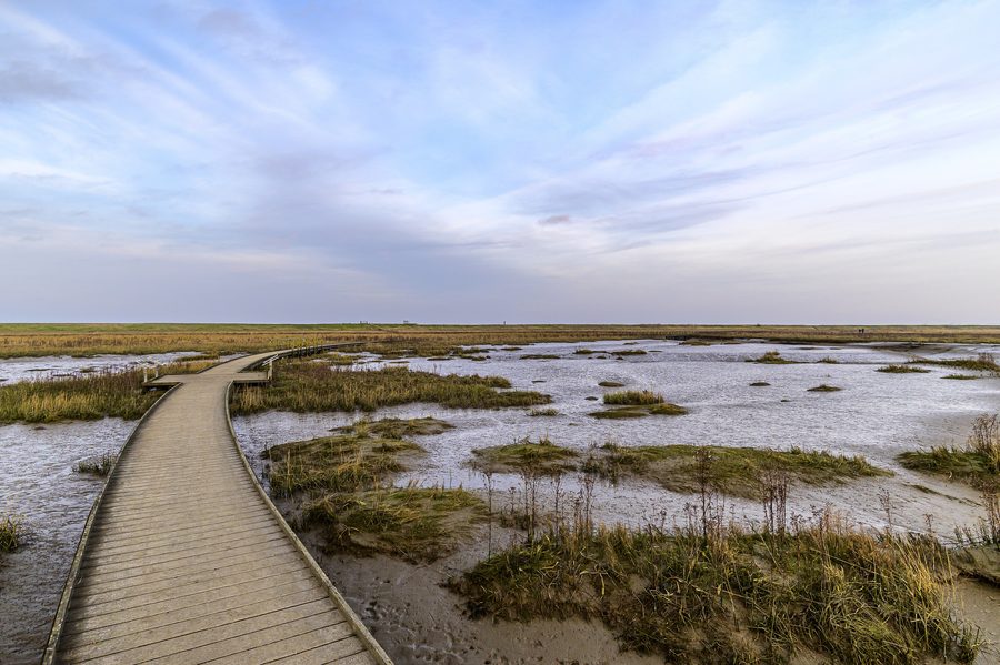 Boardwalk in Langwarder Groden