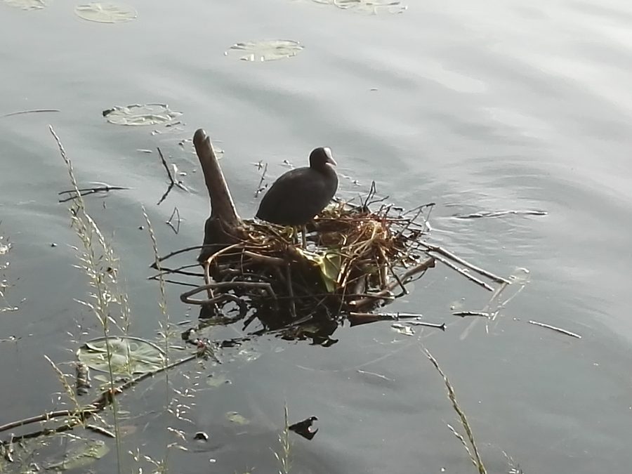 Moorhen with nest at Lake Baldeney in Essen