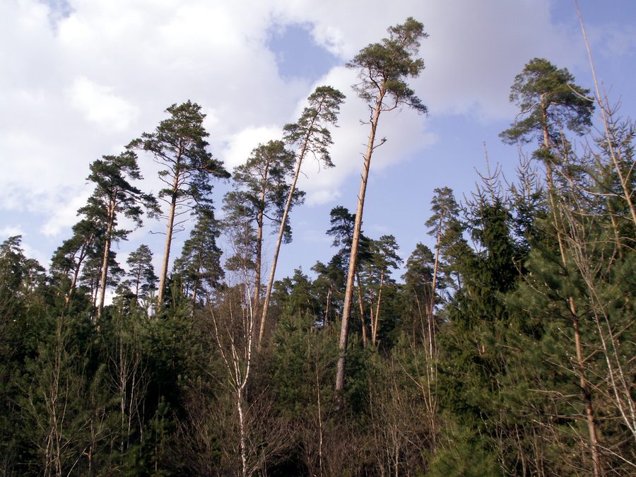 Tytuvėnai forest in Kelmė district, Lithuania