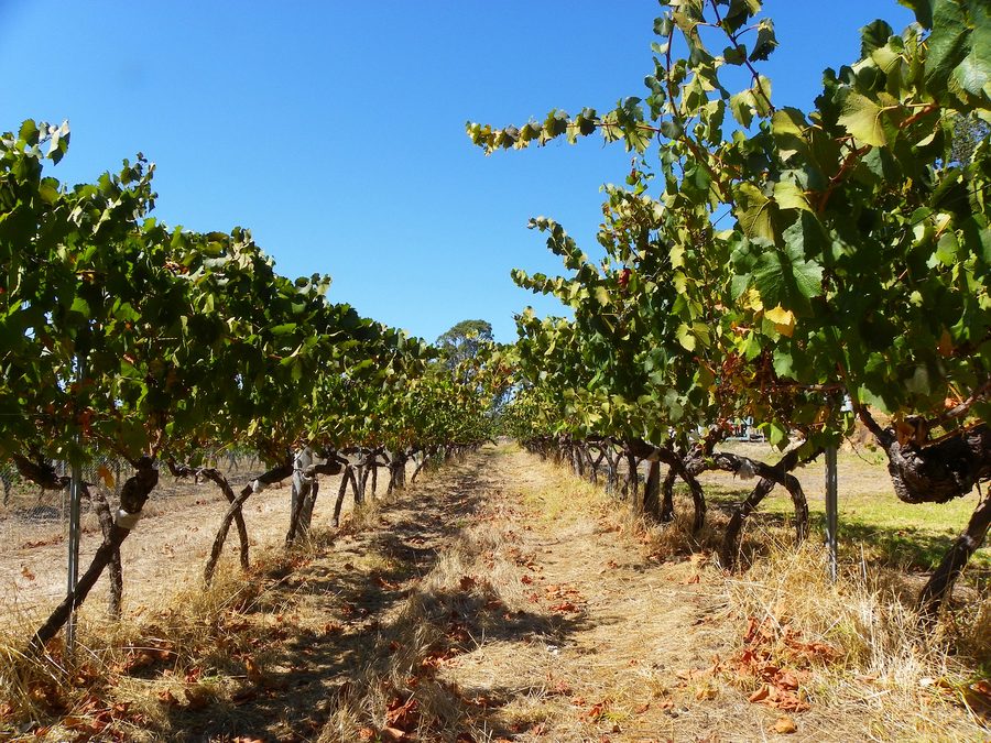 Vineyard in Australia