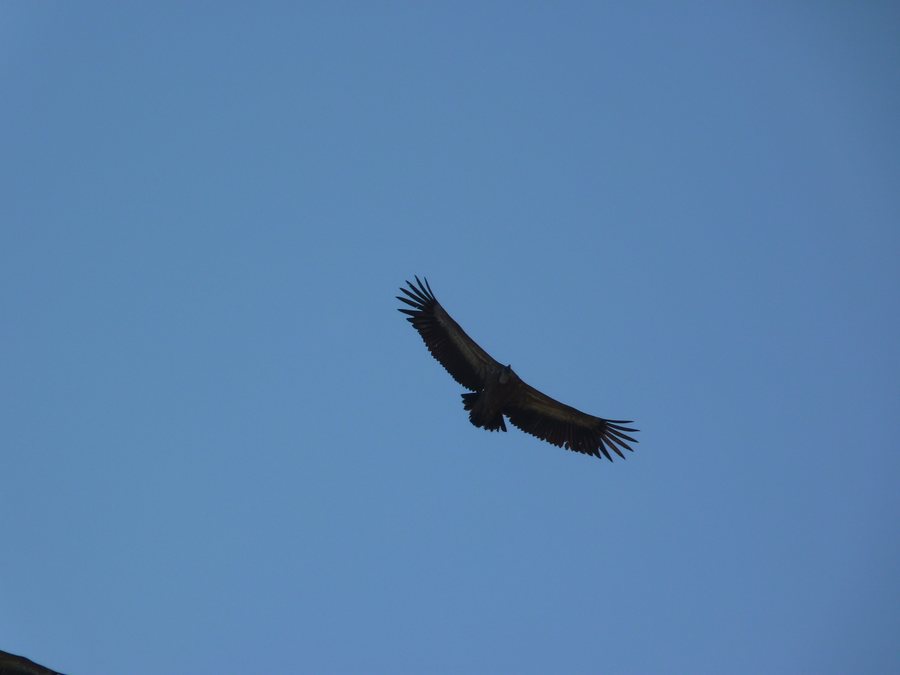 File:Cinereous vulture Trigance, France.jpg