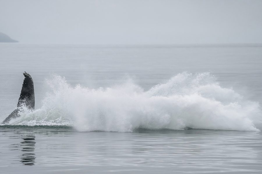 Humpback whale jumping out of the water off the coast of Iceland.