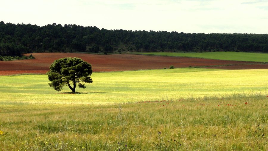 File:Almodovar del Pinar.jpg