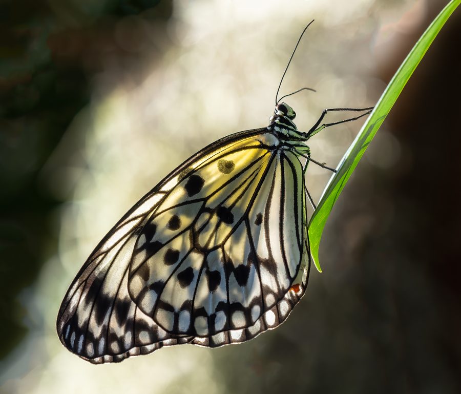 Rice paper butterfly with sunlight shining through at Butterfly World, Florida