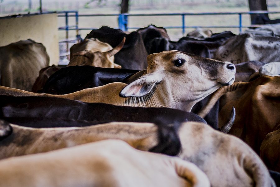Vacas en el Llano, Barinas, Venezuela