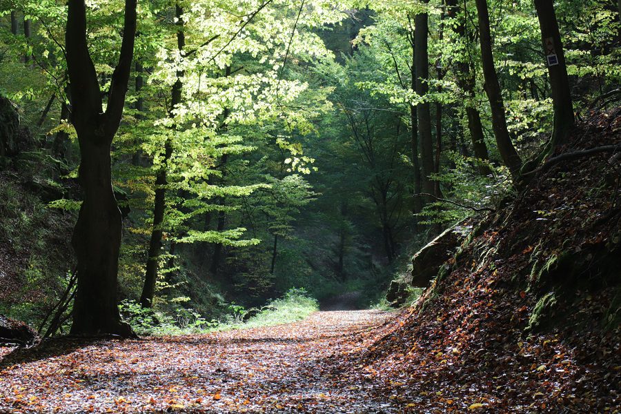 Rückersbach Gorge in the Bavarian Spessart Nature Park