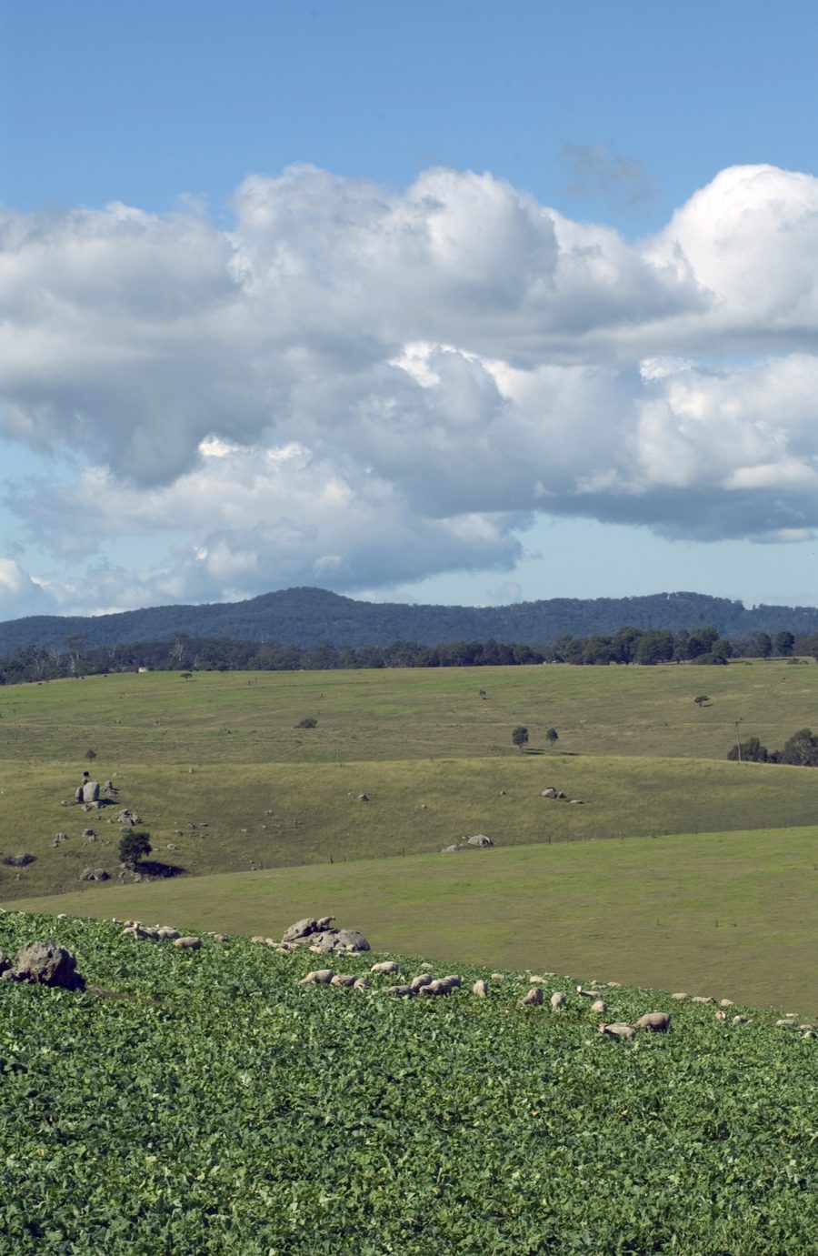 Sheep grazing in a field in the Bega Valley in New South Wales.