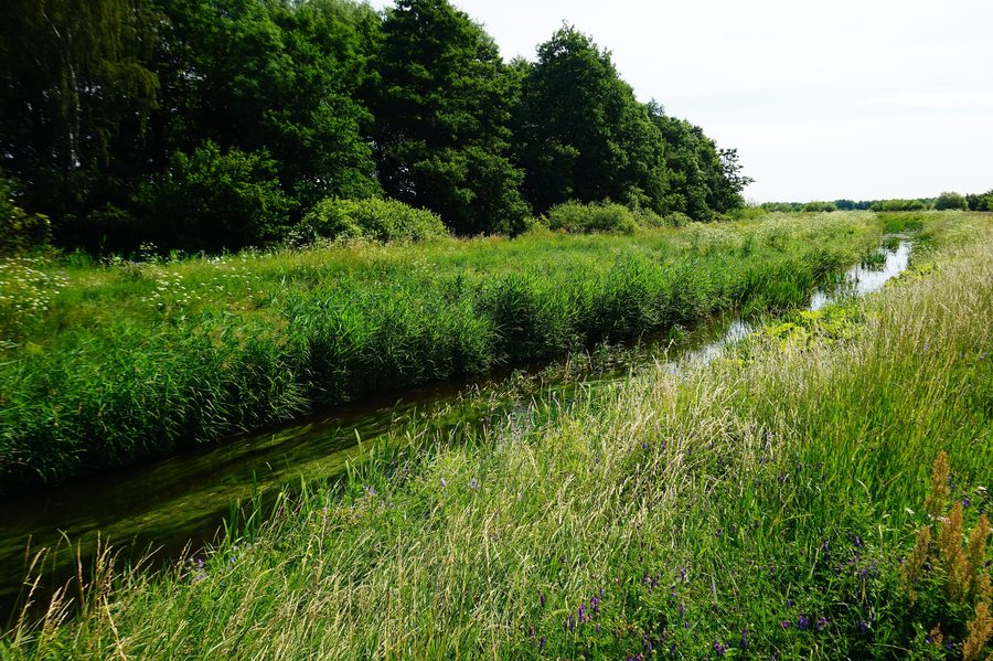 Der Fluss Kłodawa in der Umgebung von Łęgowo im Powiat Gdański