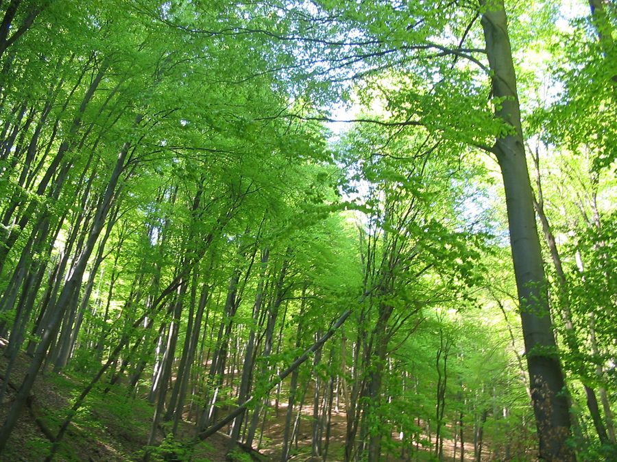 Wooded landscape near Óbánya in the Mecsek Mountains