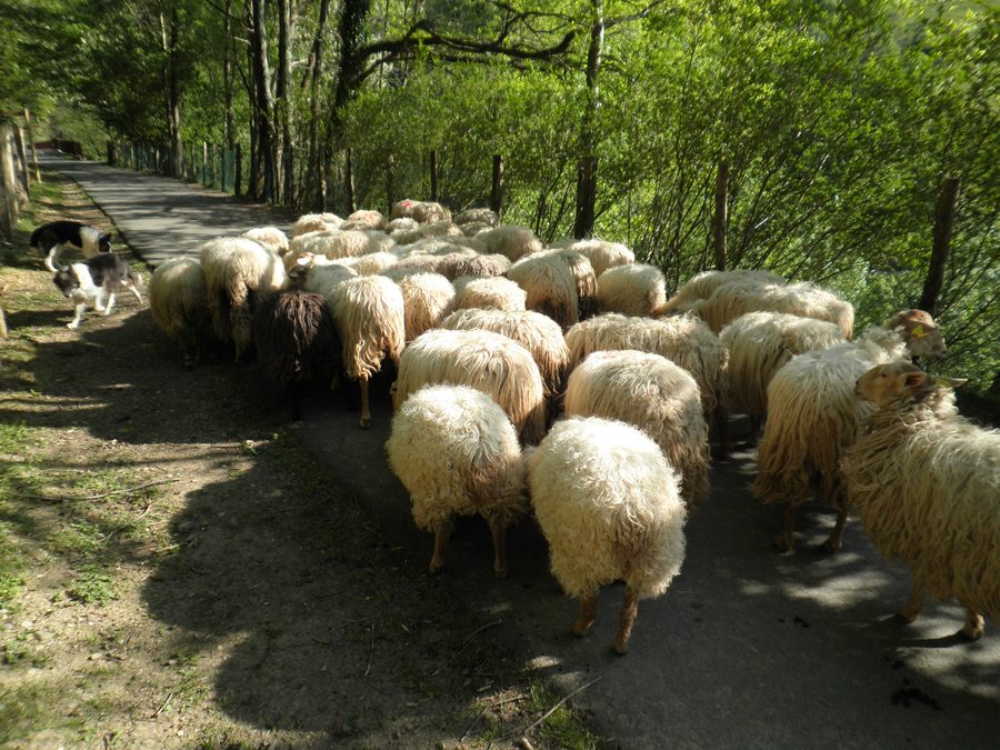 Sheep in the green Leitzaran Valley near Andoain in the Basque Country