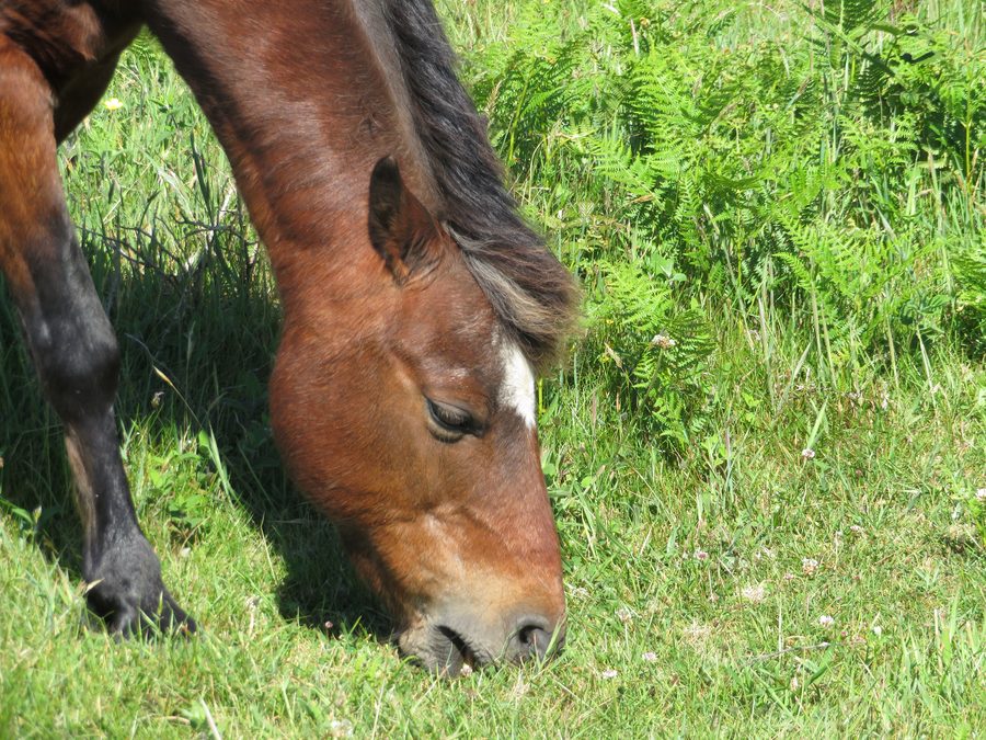 Wild Welsh ponies on Morfa Common in Pembrokeshire