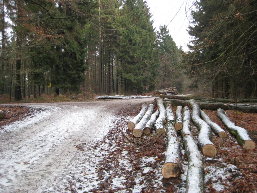 Forest path on the summit of Limberg in the Teutoburg Forest near Bad Iburg