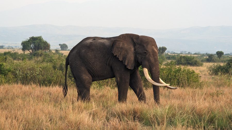 Elephant in Queen Elizabeth National Park in Uganda