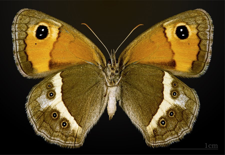 File:Pyronia bathseba MHNT CUT 2013 3 32 Muret female ventral.jpg