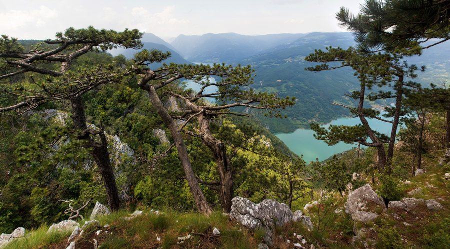 View from the Banjska Stena lookout over the landscape of Tara National Park