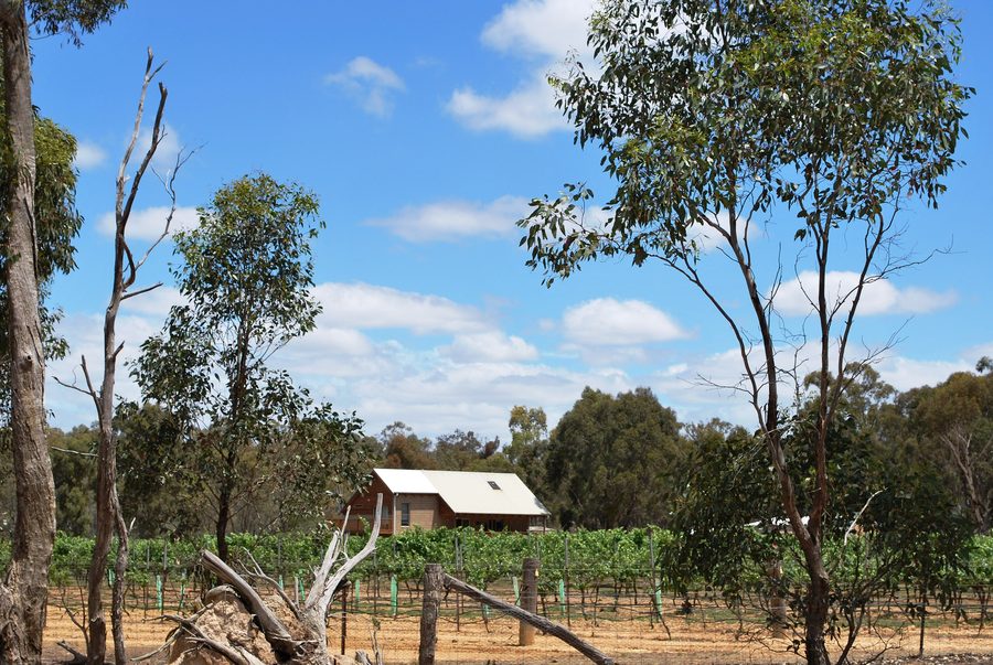 Vineyard near Amherst in Victoria, Australia