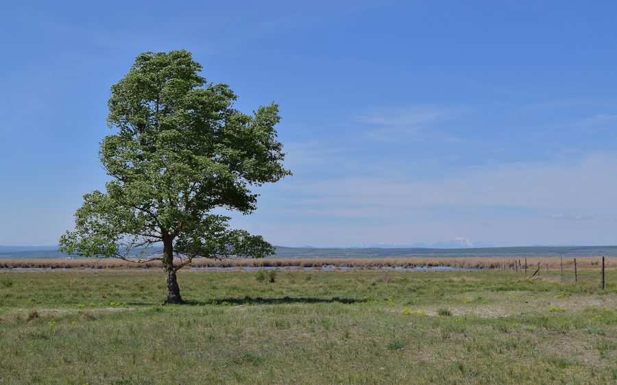 Lake Neusiedl in the Seewinkel