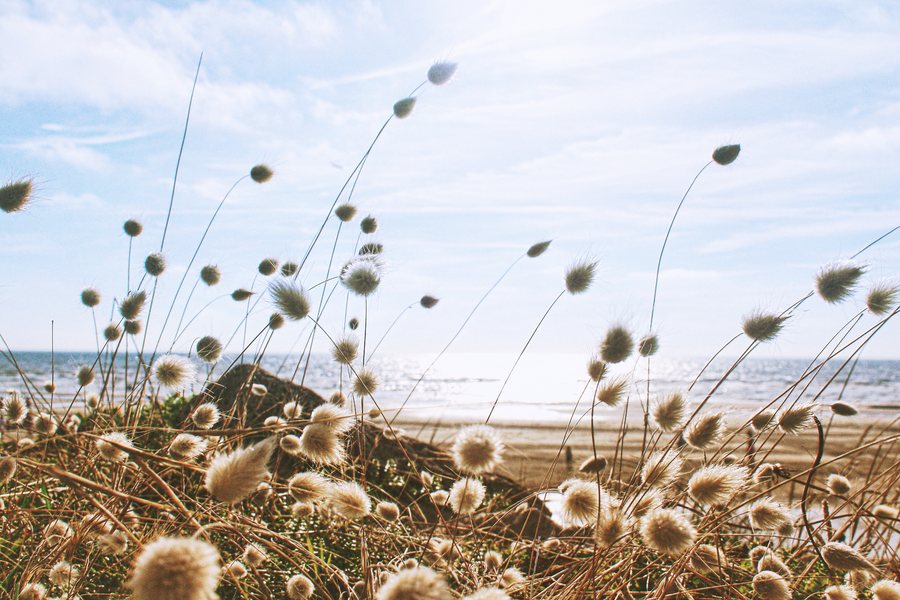 File:Hardelot-Plage, Neufchâtel-Hardelot, France (Unsplash).jpg