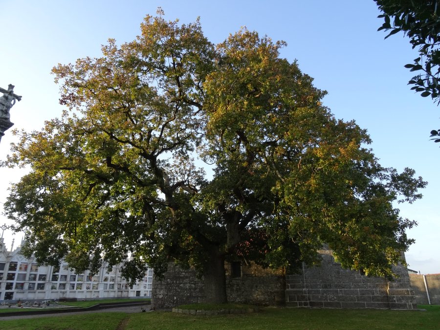 File:Carballo, Igrexa de San Cosme, Antes, Mazaricos, Coruña.JPG