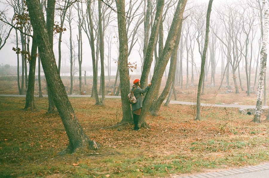 Wooded landscape on Russky Island near Vladivostok