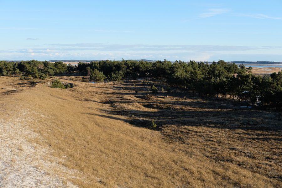 Dünenlandschaft im Nationalpark Vorpommersche Boddenlandschaft mit Kiefern und Ostseeküste im Hintergrund