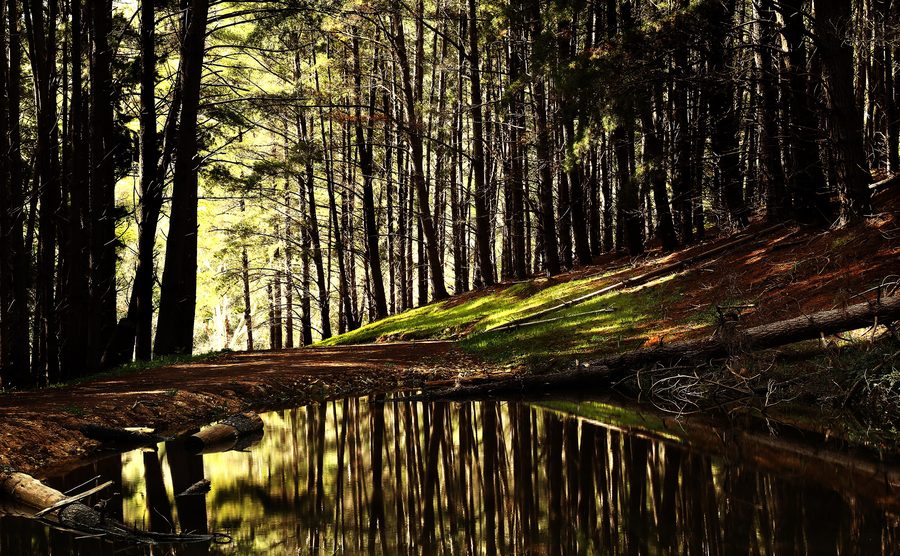 Forest landscape in Kuitpo Forest in South Australia