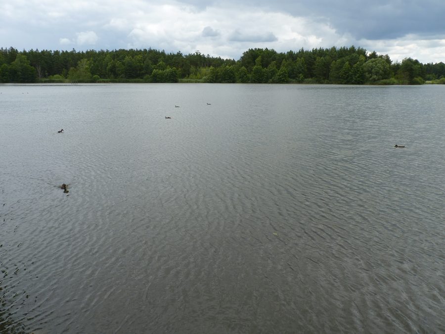 Hodějovský rybník in the Třeboňsko landscape
