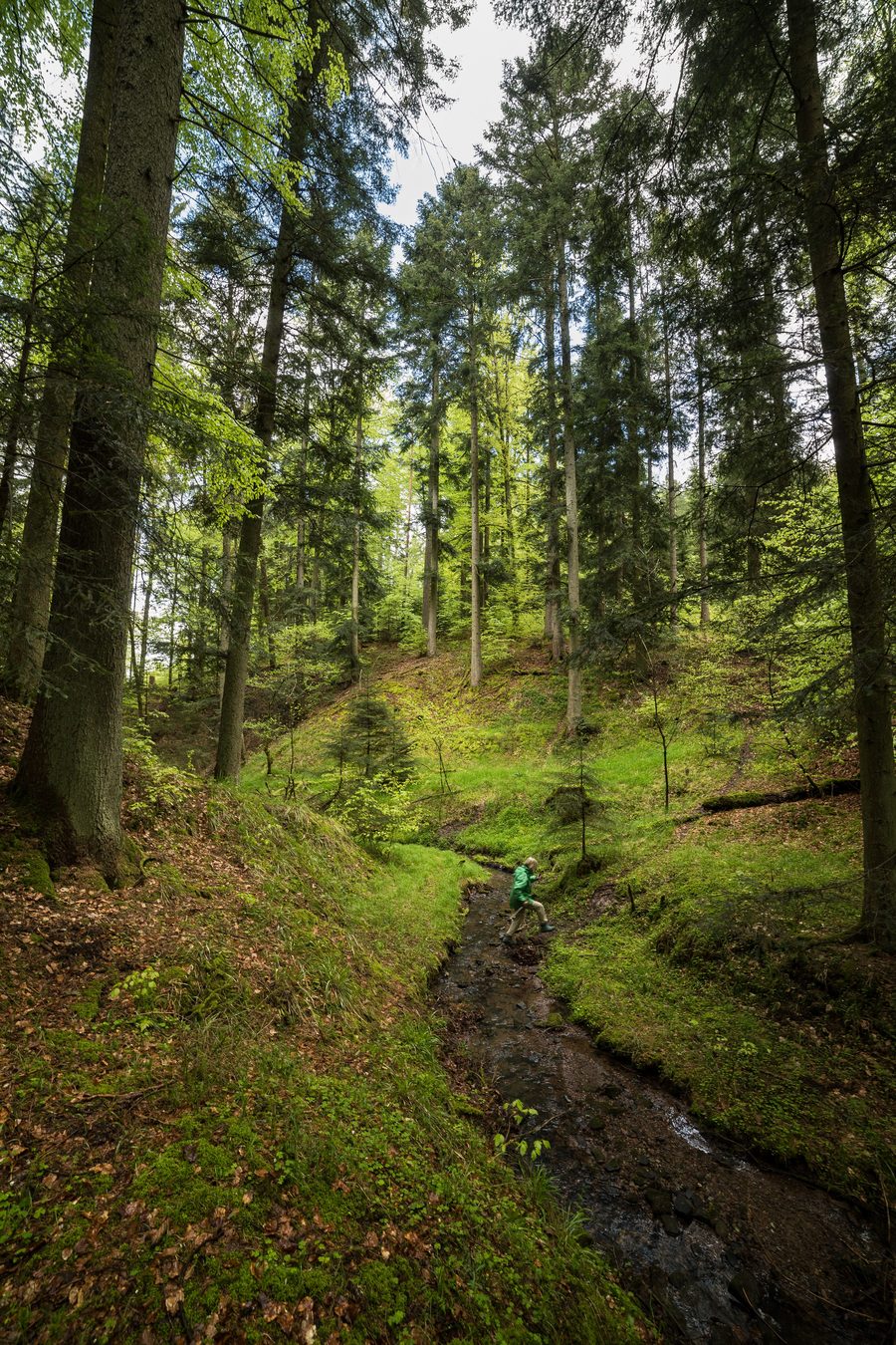 Landscape of the Oberes Ohrntal in the Mainhardter Wald