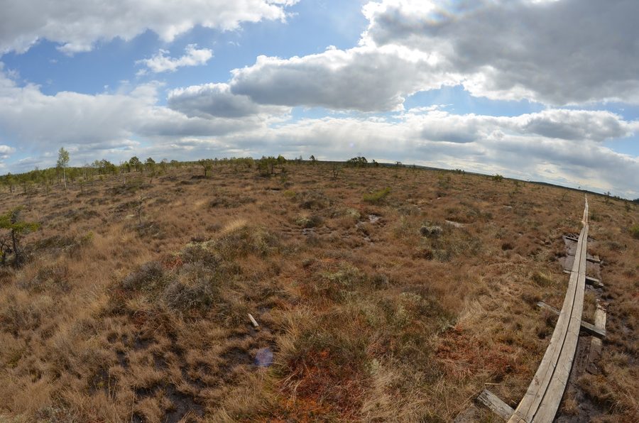 Panoramic view over the bog landscape in Store Mosse National Park in Småland