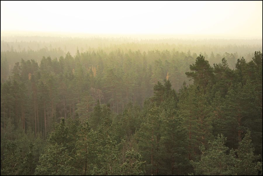 View from an observation tower over Lake Usma in Latvia