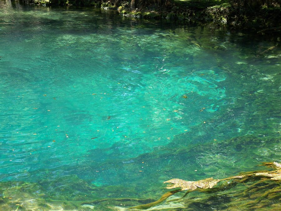 Badebereich und Quelle im Manatee Springs State Park nahe Chiefland, Florida