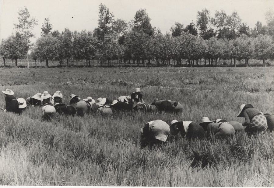 People planting rice seedlings in a rice field in the Vercelli area.