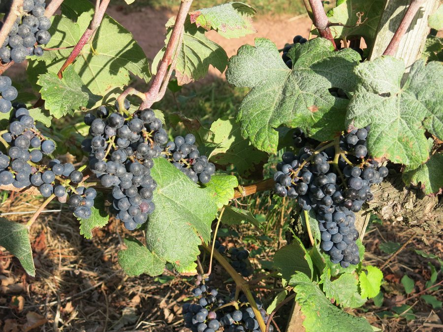 File:Ascarat - Vignoble - grappes.jpg