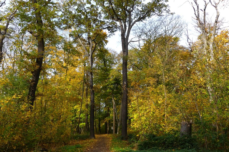 Autumn in the Eilenriede city forest in Hannover, Lower Saxony