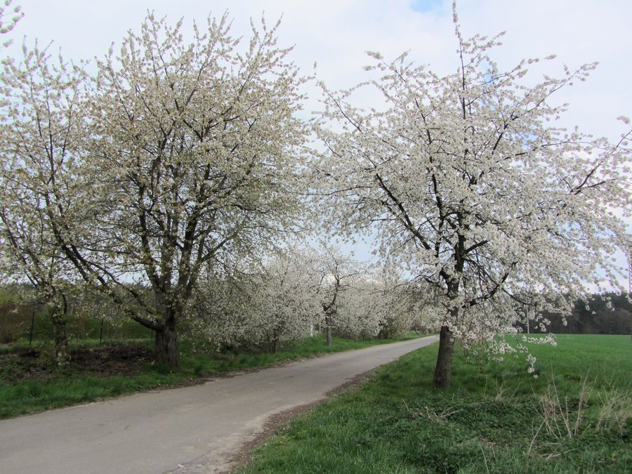 File:Besendorf Kirschblüte 2012-04-25 042.JPG