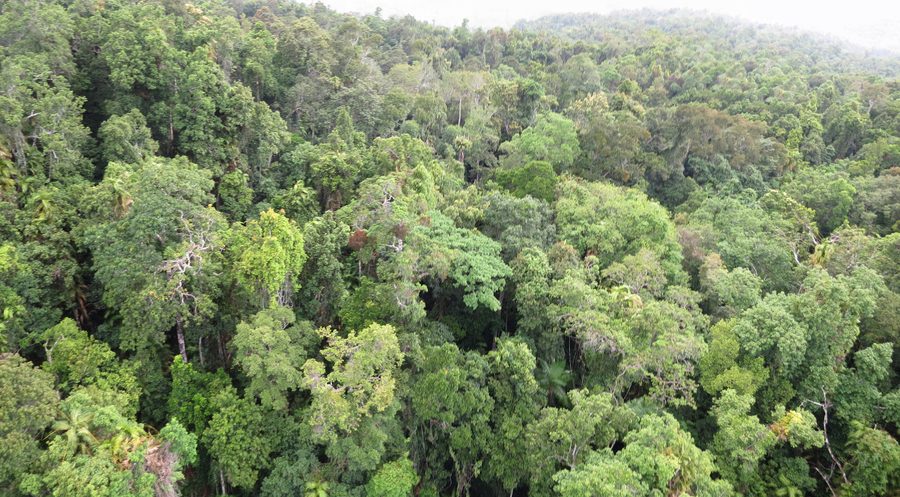 Lush Daintree Rainforest in tropical North Queensland.