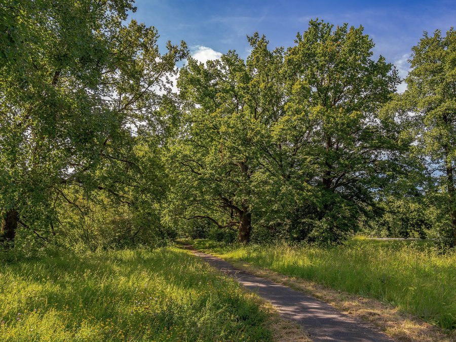 Oaks in the Stocksee nature reserve and surrounding area