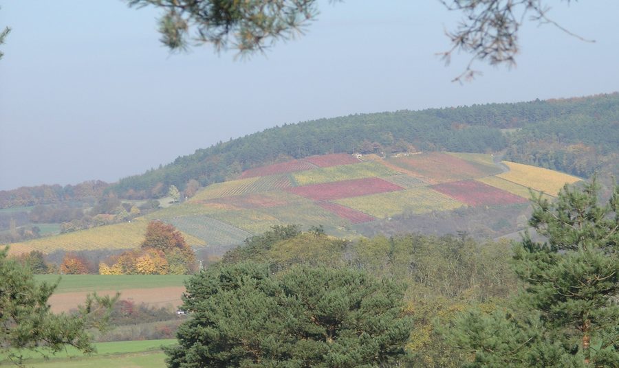Vineyard on the Eußenheimer First in October