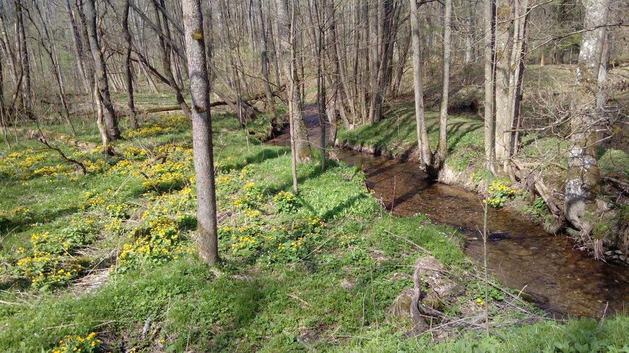 Bystřice stream near Fichtenbach beneath Čerchov