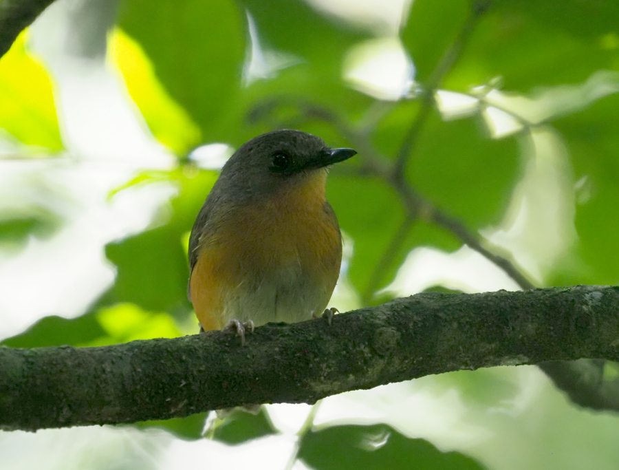 An African yellow-billed shrike sits on a branch in Kakamega Forest in Kenya.