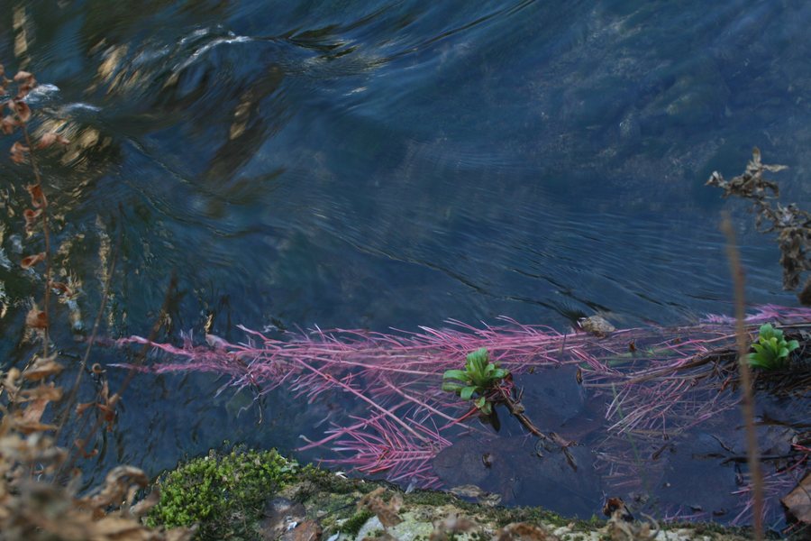File:Alga rosa (Rhodophyta), río Manubles, Bijuesca, España.JPG
