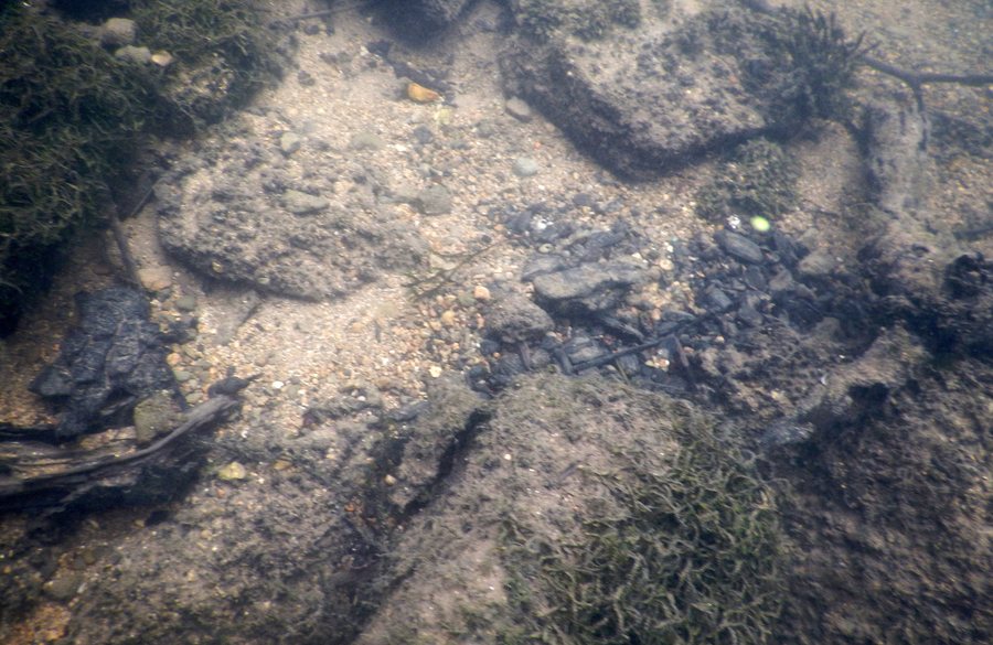 File:Habitat of Theodoxus fluviatilis in Touvre river (affluent de la Charente, peu avant le vieil Angoulême)2.JPG