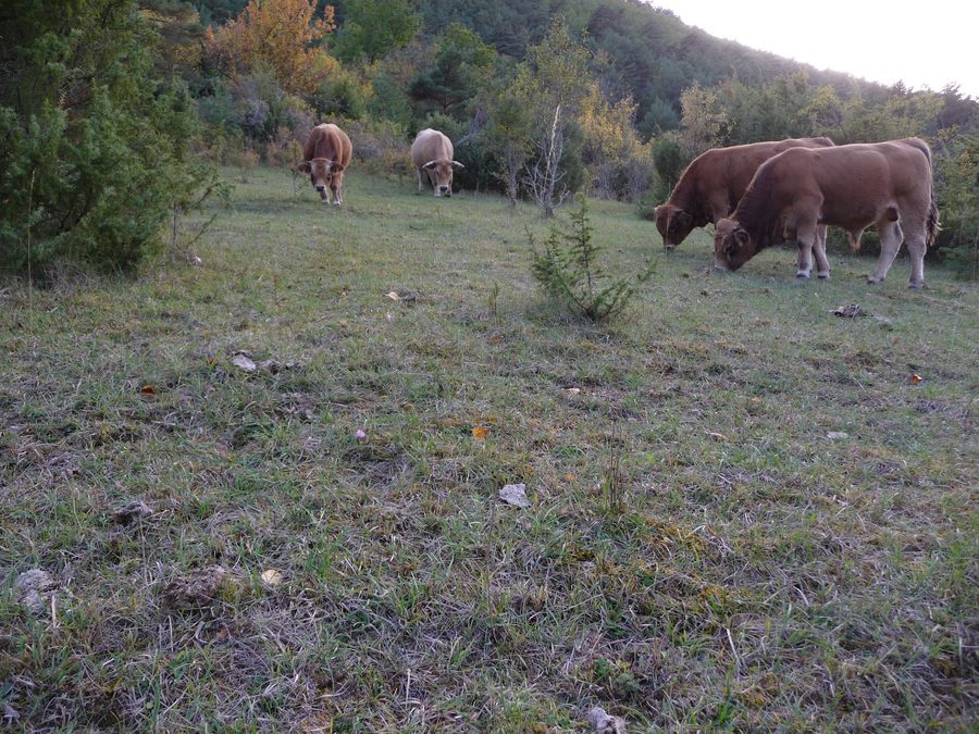 Aubrac cattle on a rural pasture in Aveyron