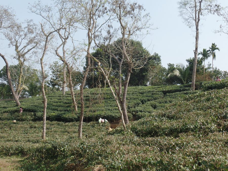 Tea plantations in Srimangal