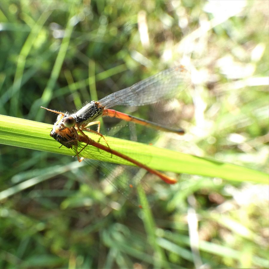 File:Small Red Damselfly, 86210 Vouneuil-sur-Vienne, France imported from iNaturalist photo 137623526.jpg