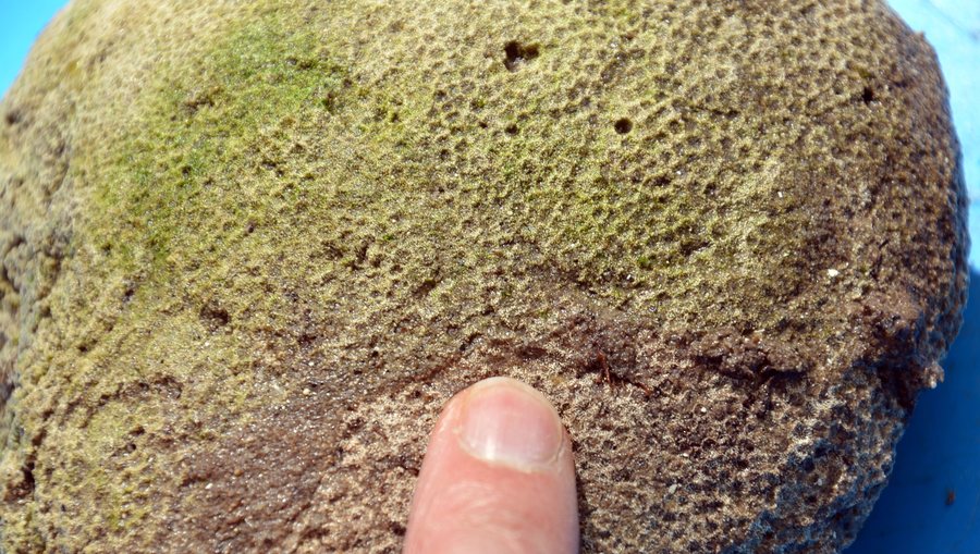 File:Fossile vallée du Ciron RG Avril 2016 a 04.JPG