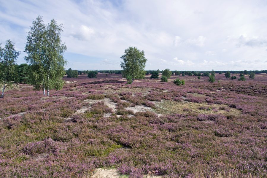 Blooming heath and sandy landscape in the Nemitz Heath
