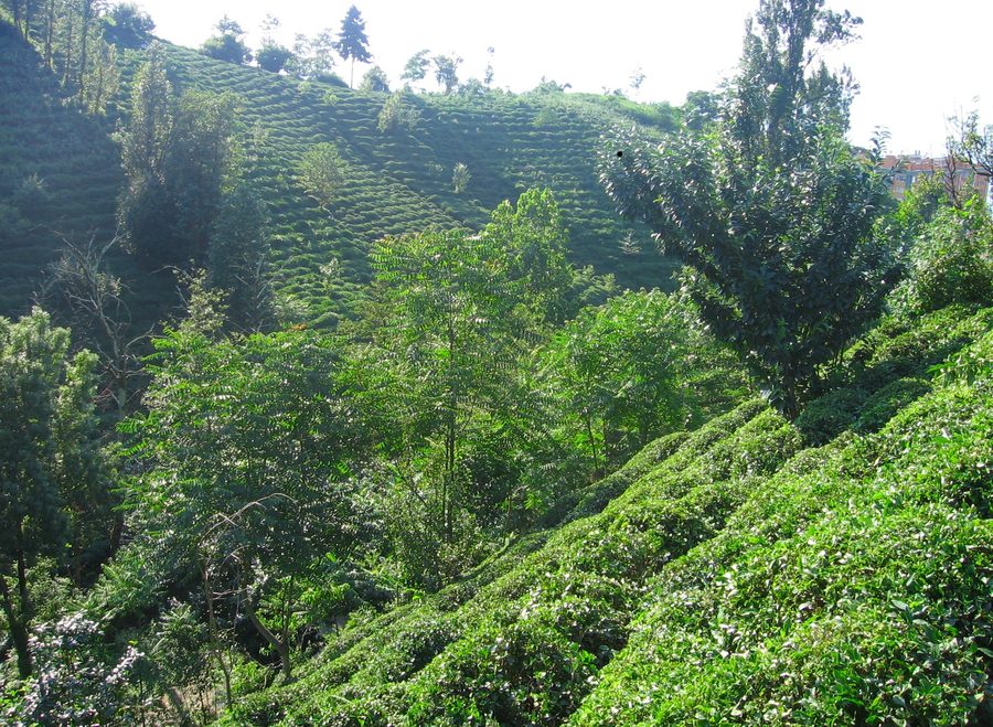 Tea plantation in the mountainous landscape near Rize