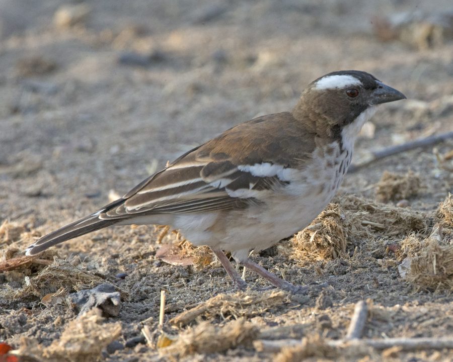 White-browed sparrow-weaver in Malawi