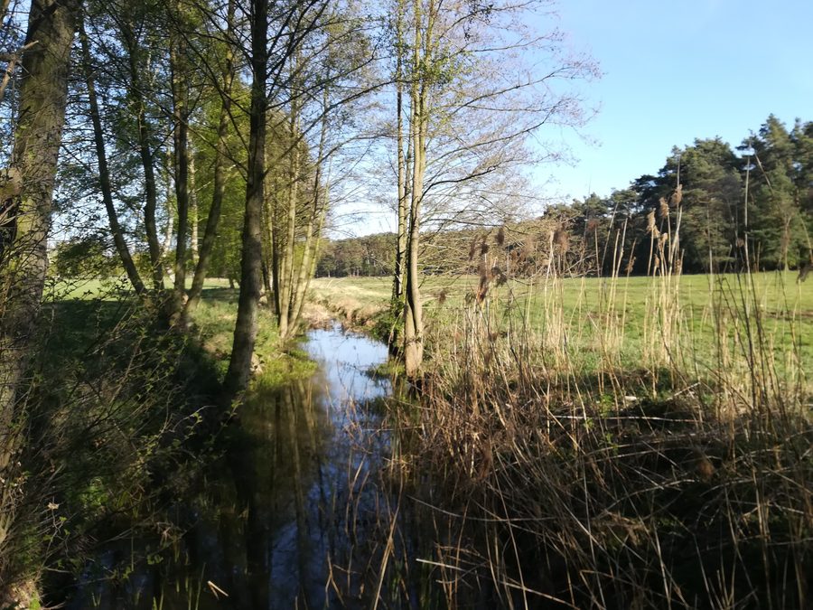 Wielkopolski Park Narodowy: Trzebawka przy ujściu do jeziora Dymaczewskiego